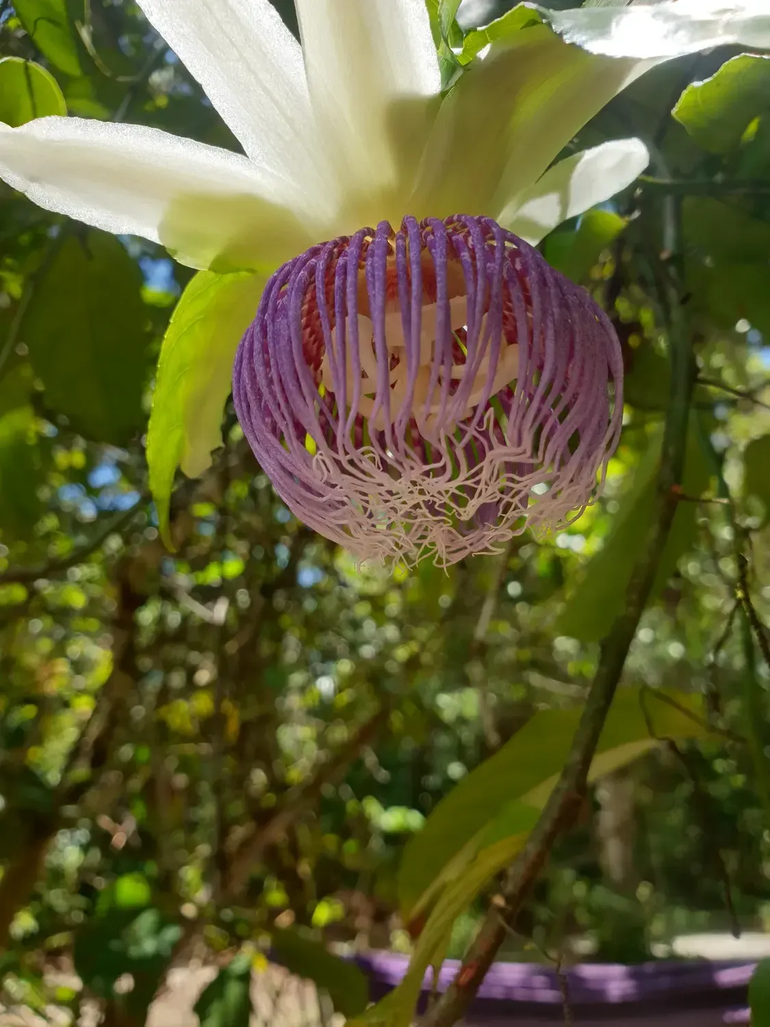 Life at Ayaselva — a moment from the jungle, the maloka, or a retreat.