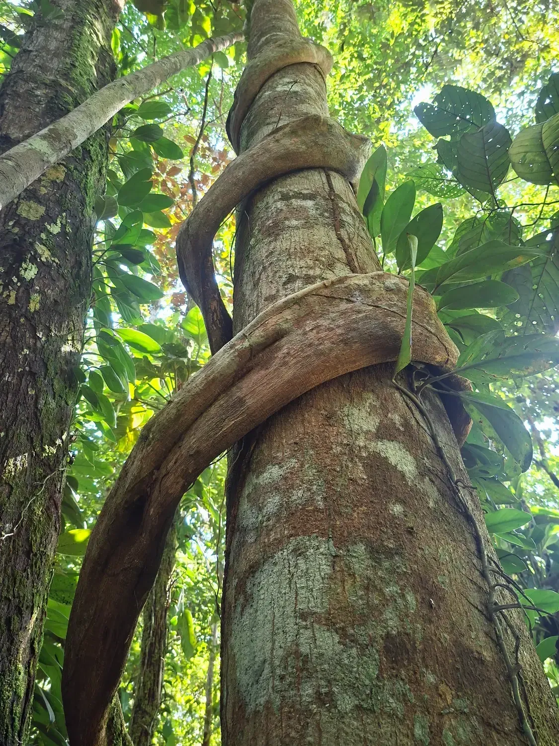 Life at Ayaselva — a moment from the jungle, the maloka, or a retreat.