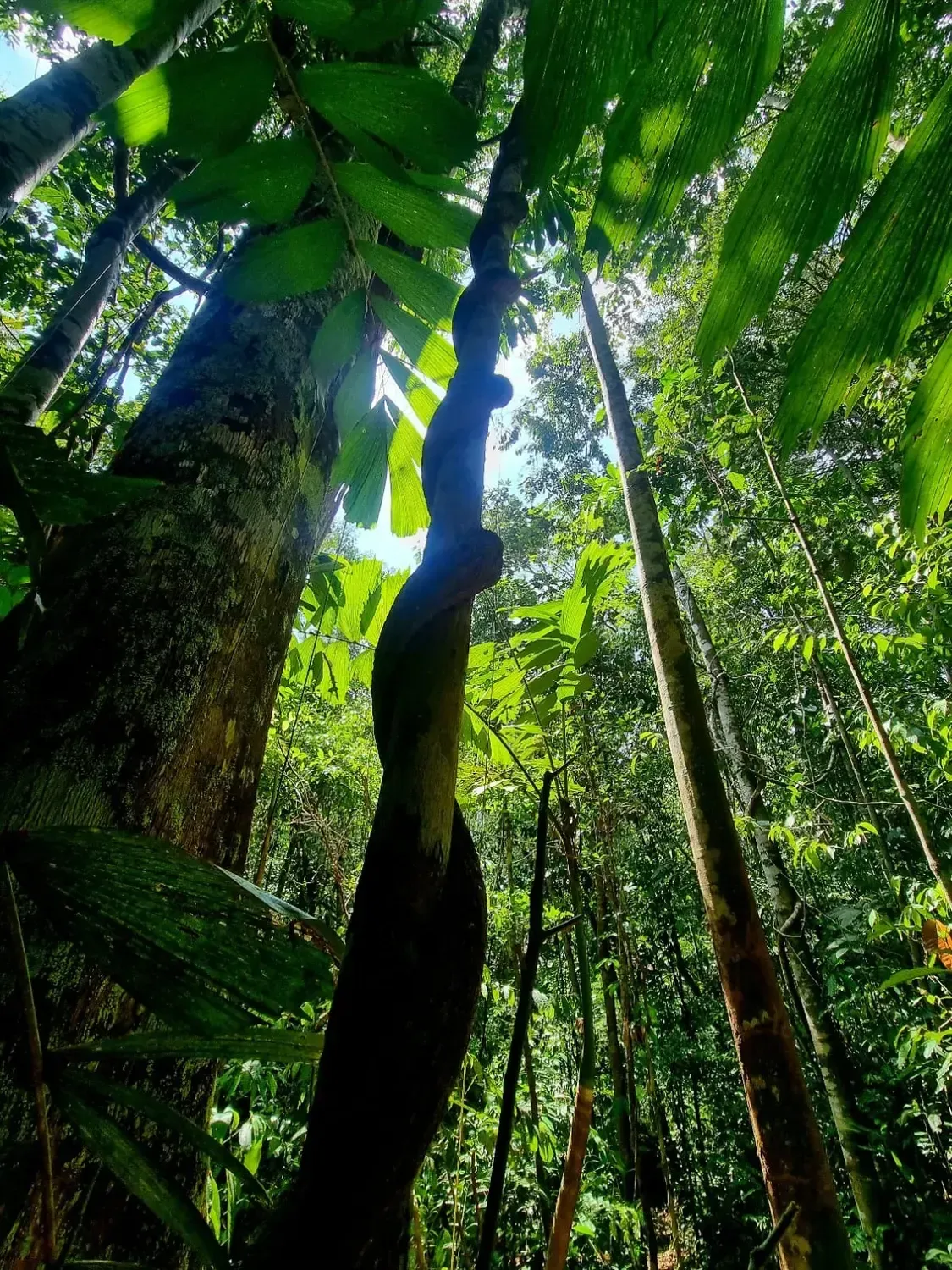 Life at Ayaselva — a moment from the jungle, the maloka, or a retreat.
