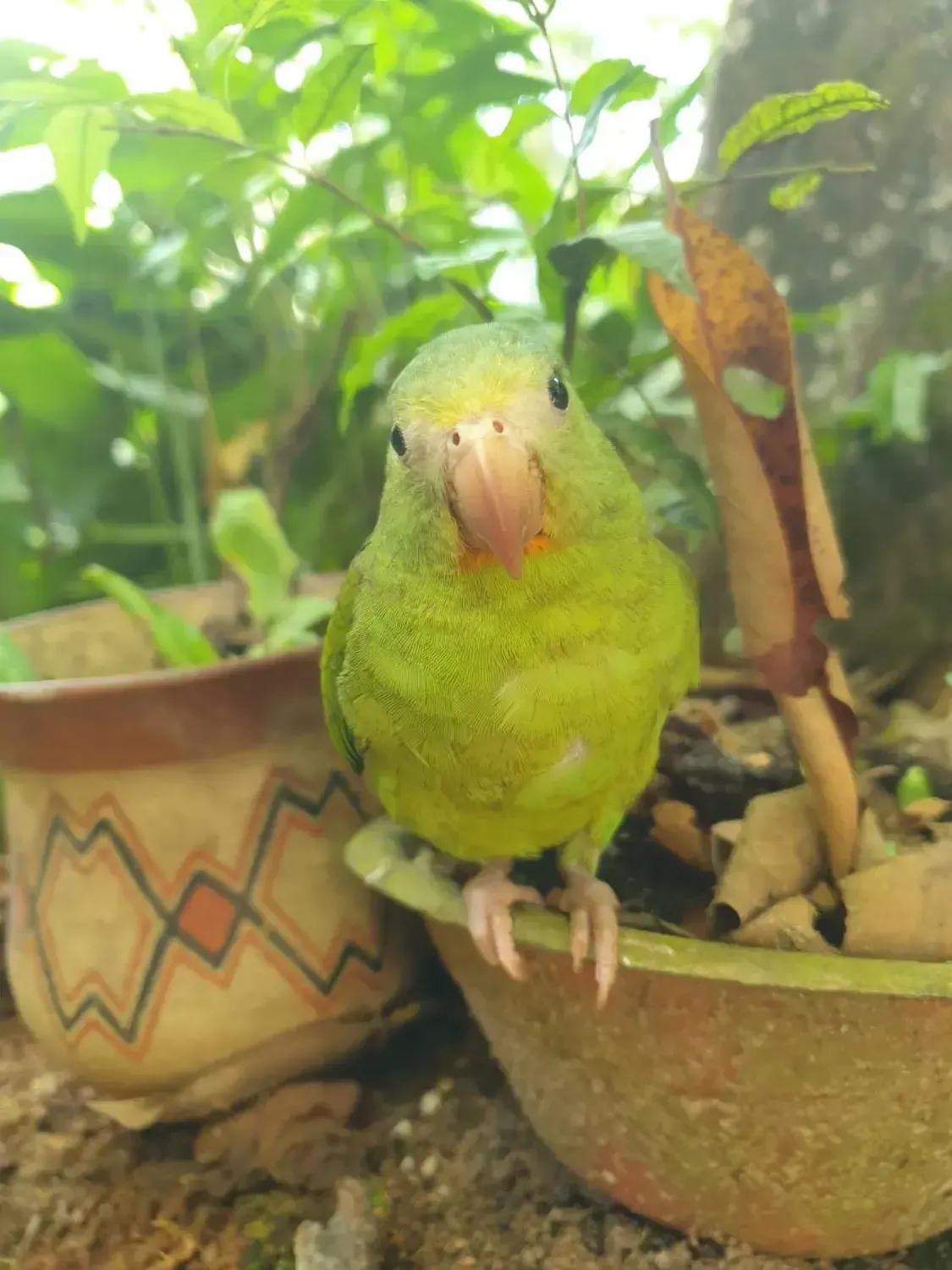 Life at Ayaselva — a moment from the jungle, the maloka, or a retreat.