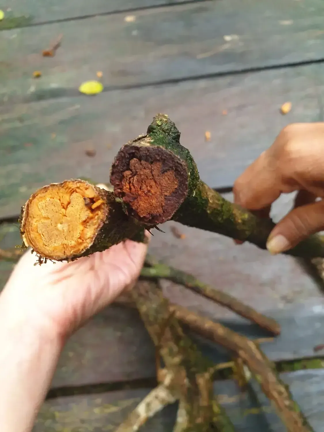 Life at Ayaselva — a moment from the jungle, the maloka, or a retreat.