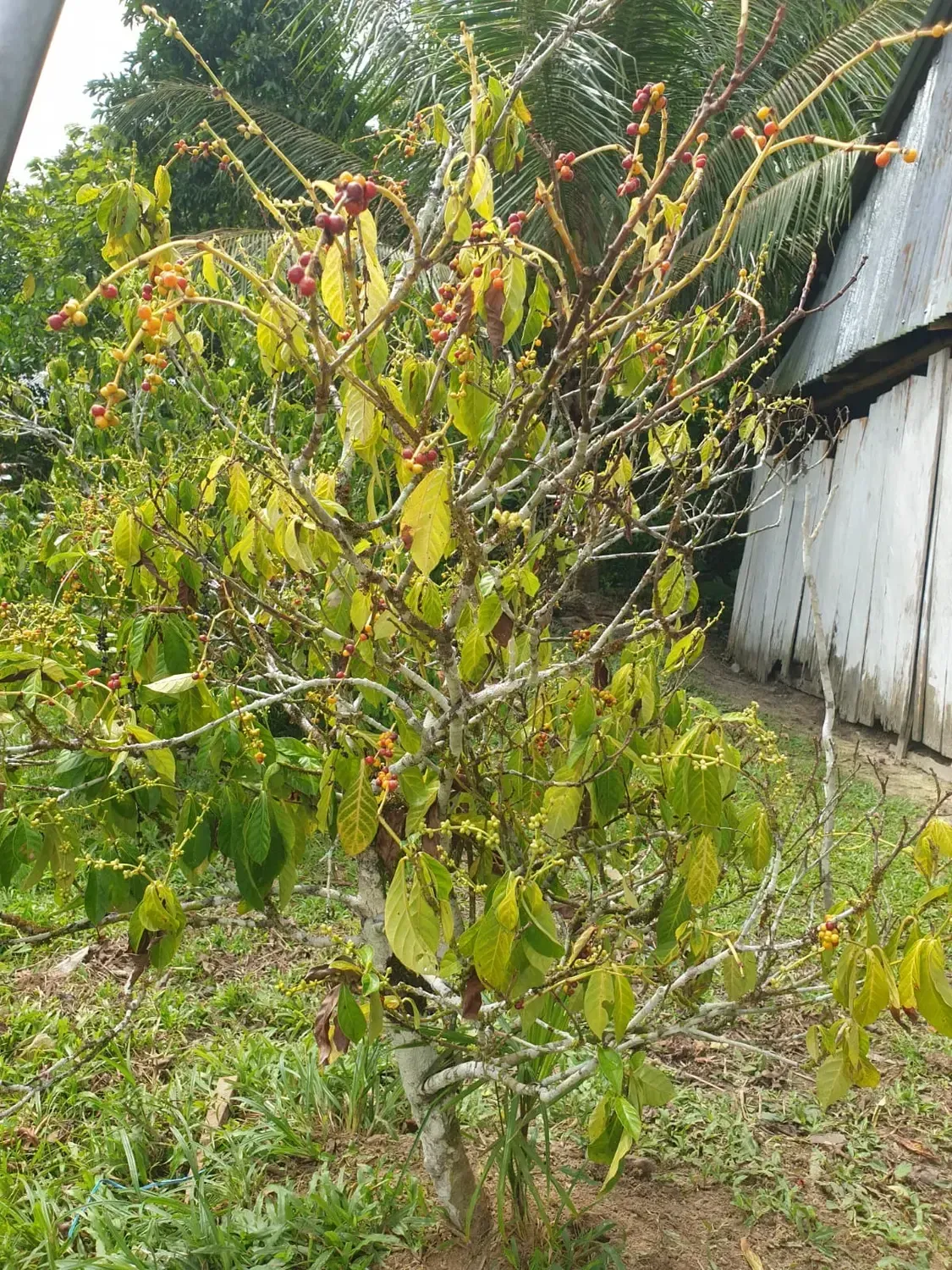 Life at Ayaselva — a moment from the jungle, the maloka, or a retreat.