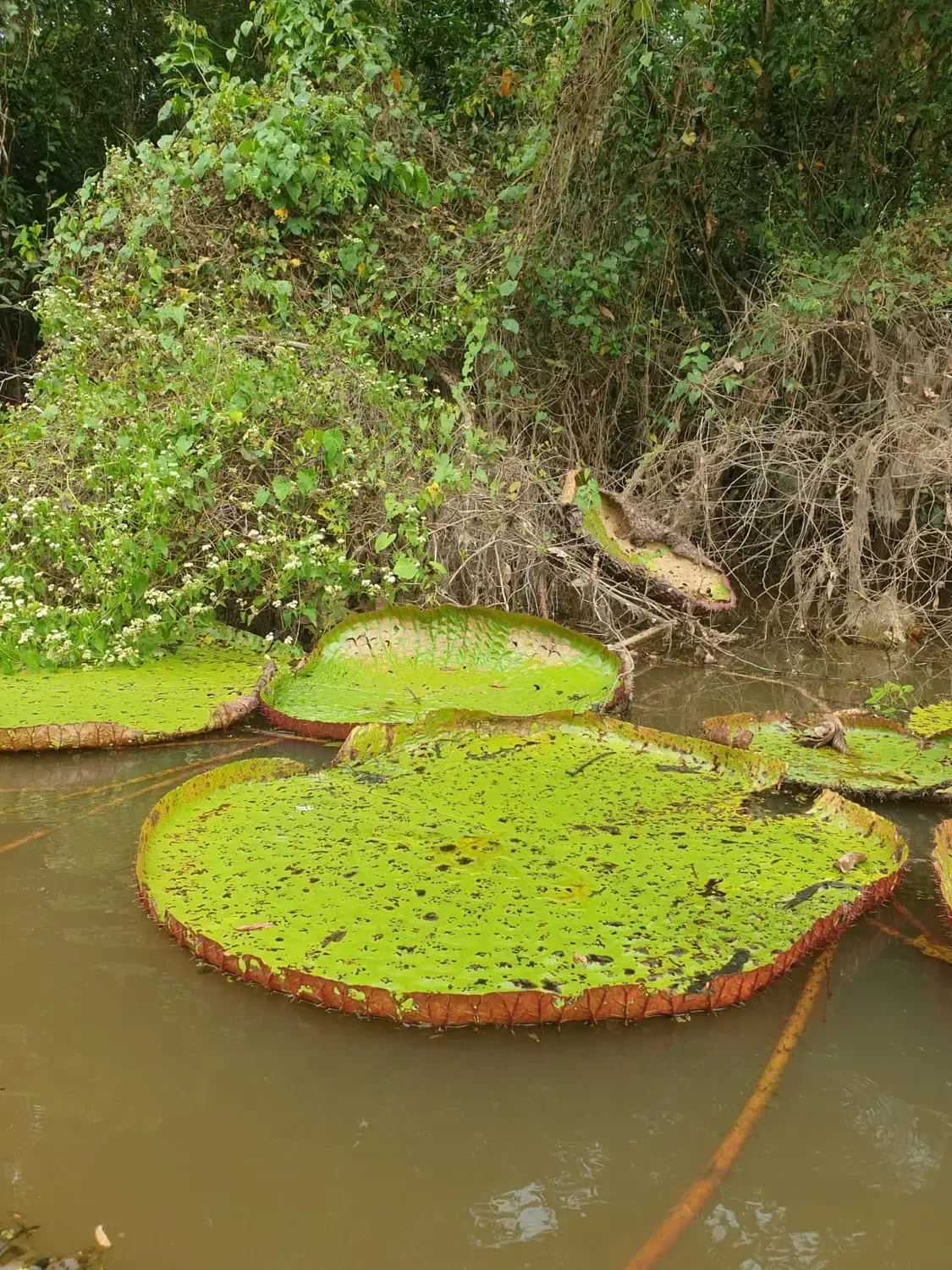 Life at Ayaselva — a moment from the jungle, the maloka, or a retreat.