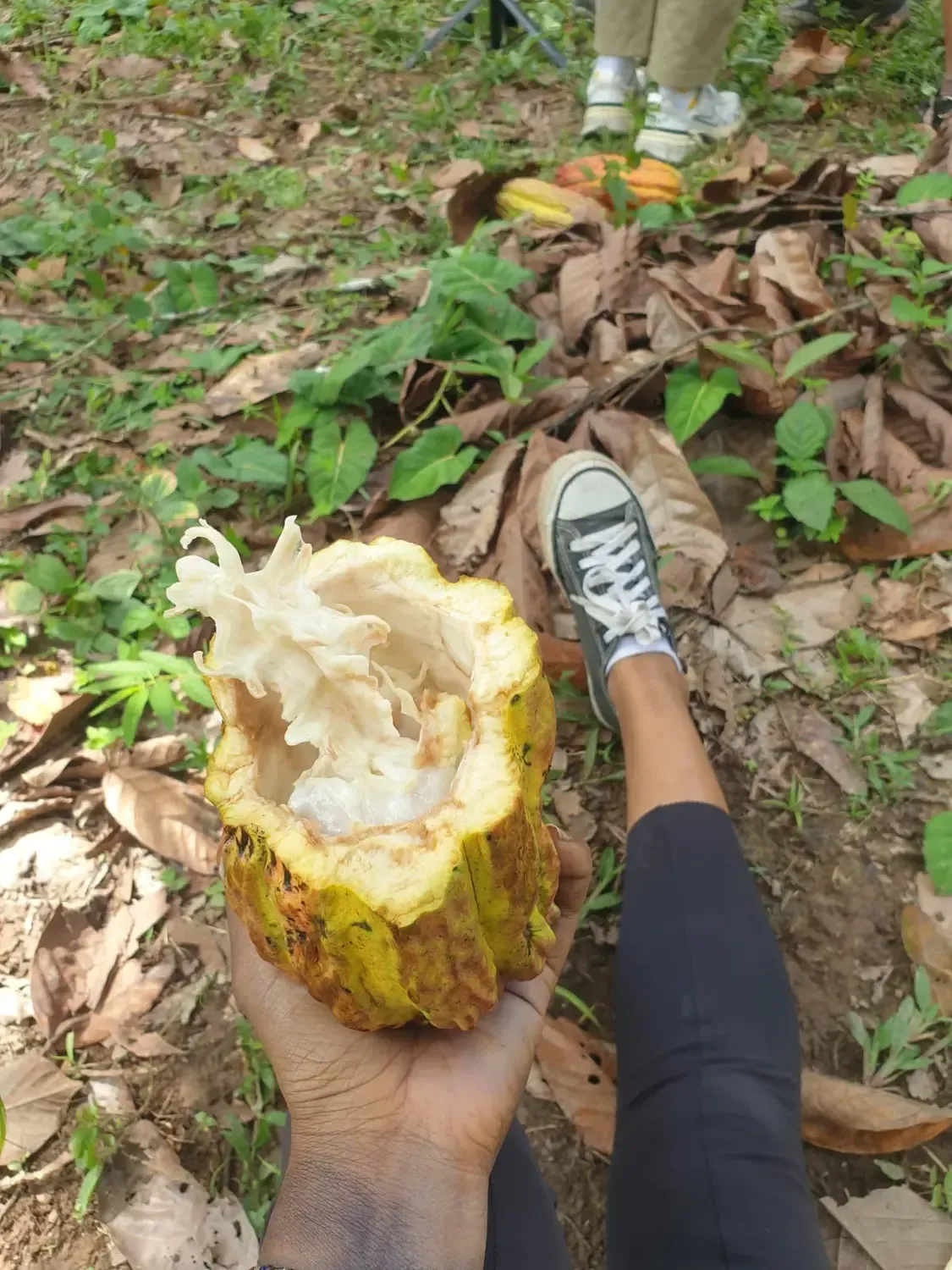 Life at Ayaselva — a moment from the jungle, the maloka, or a retreat.