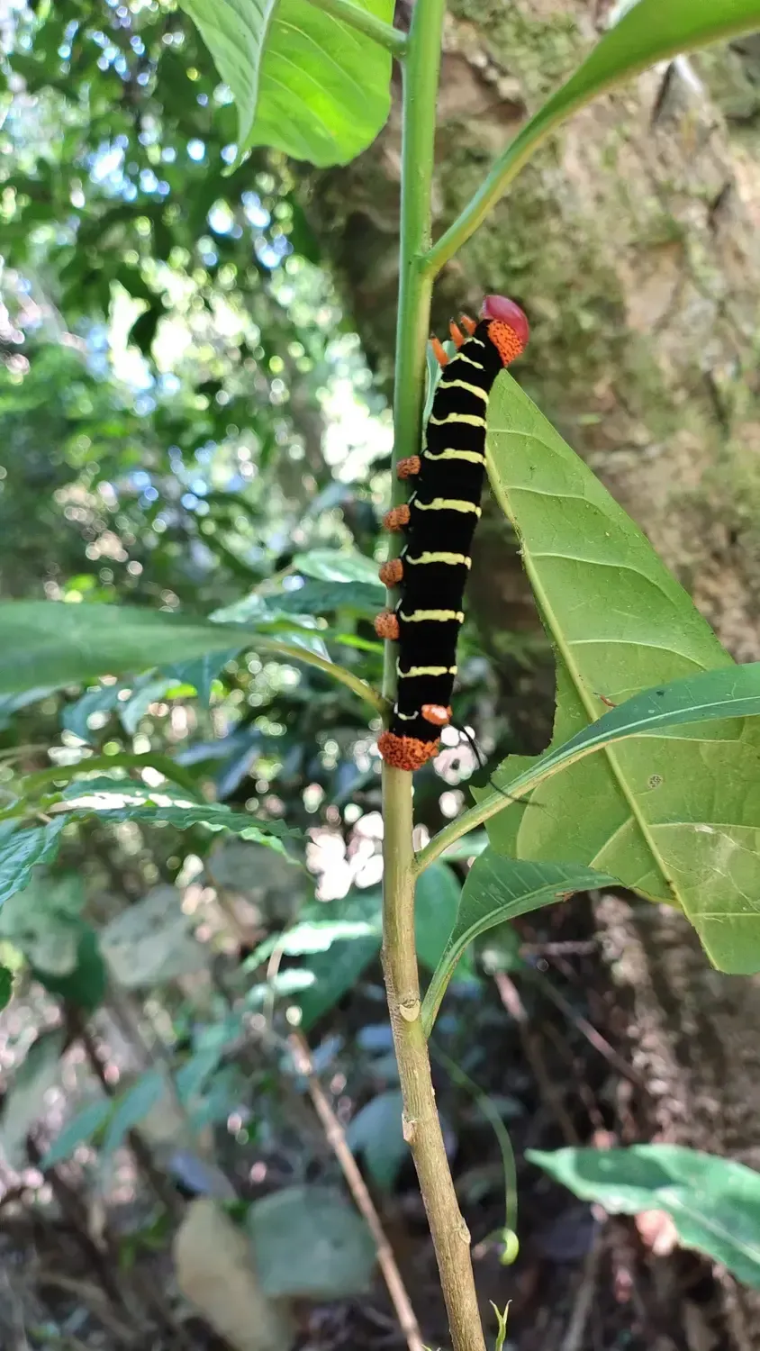 Life at Ayaselva — a moment from the jungle, the maloka, or a retreat.