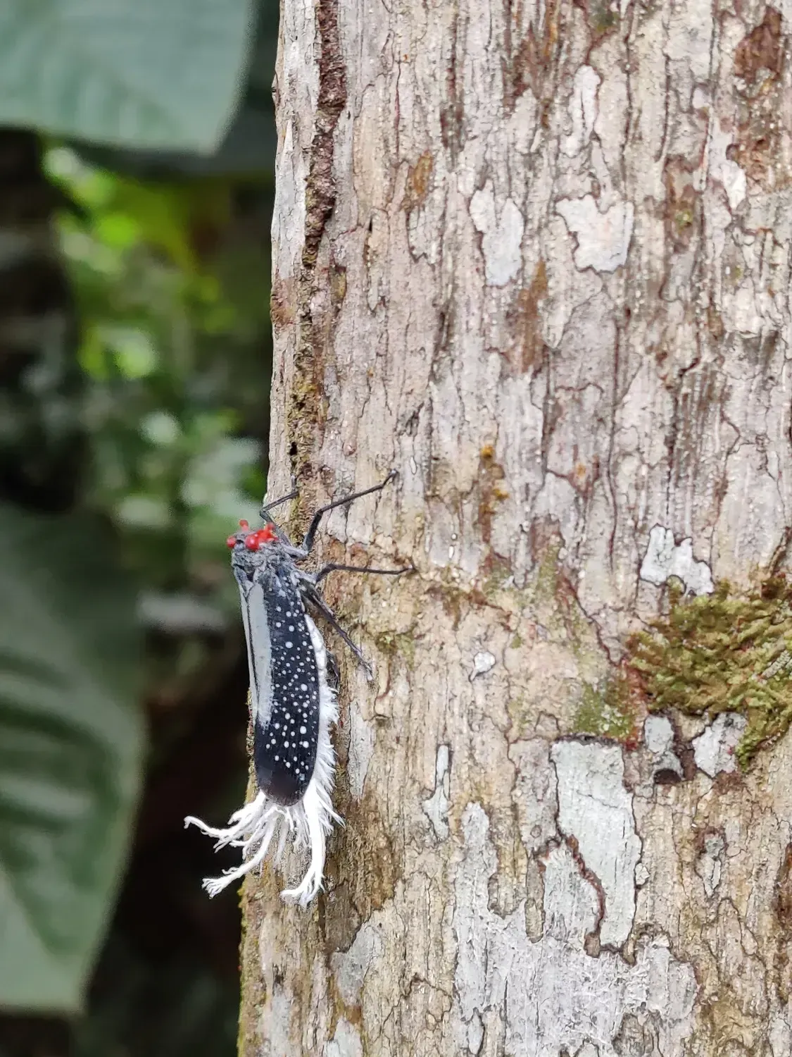 Life at Ayaselva — a moment from the jungle, the maloka, or a retreat.