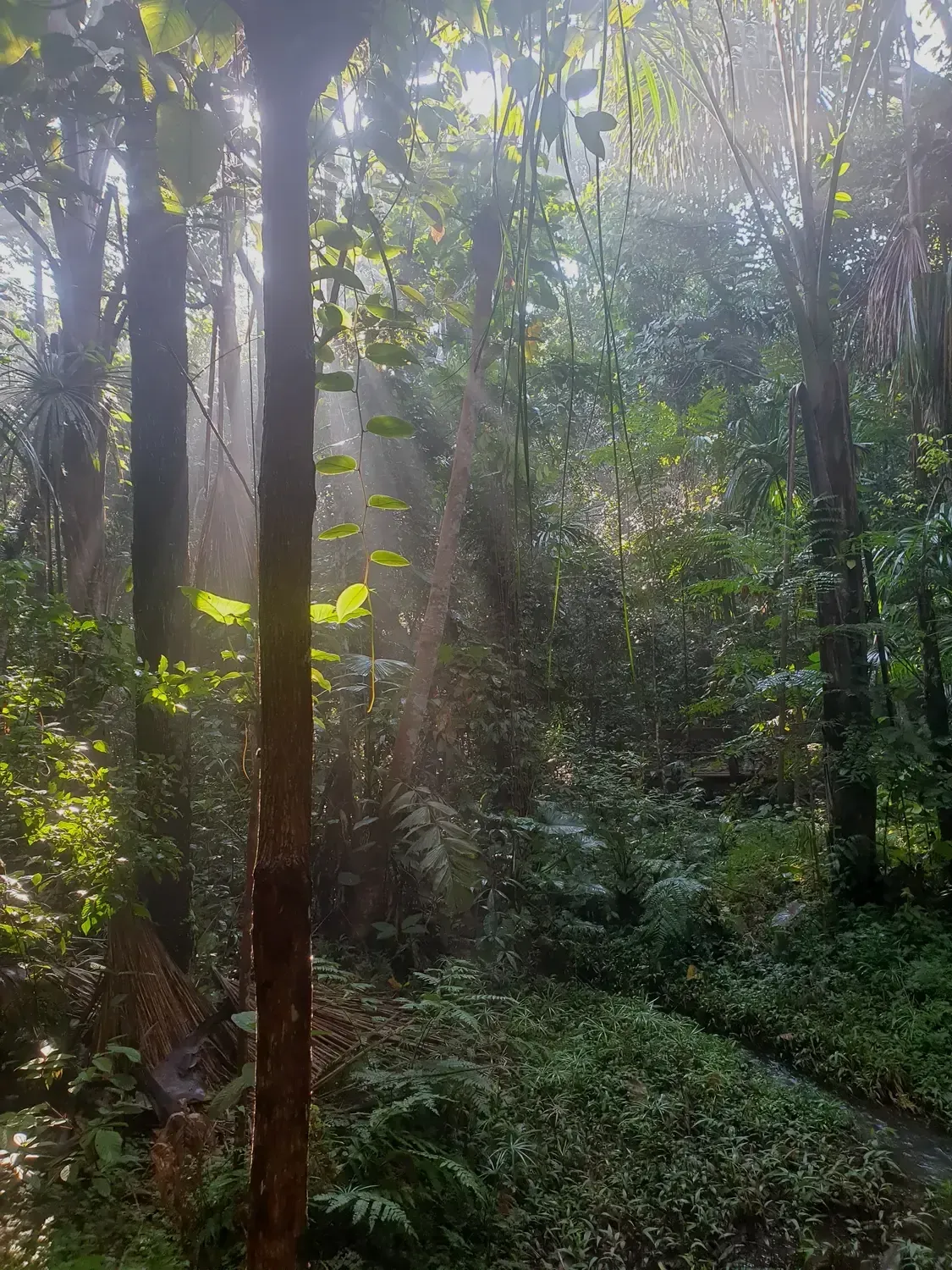 Life at Ayaselva — a moment from the jungle, the maloka, or a retreat.