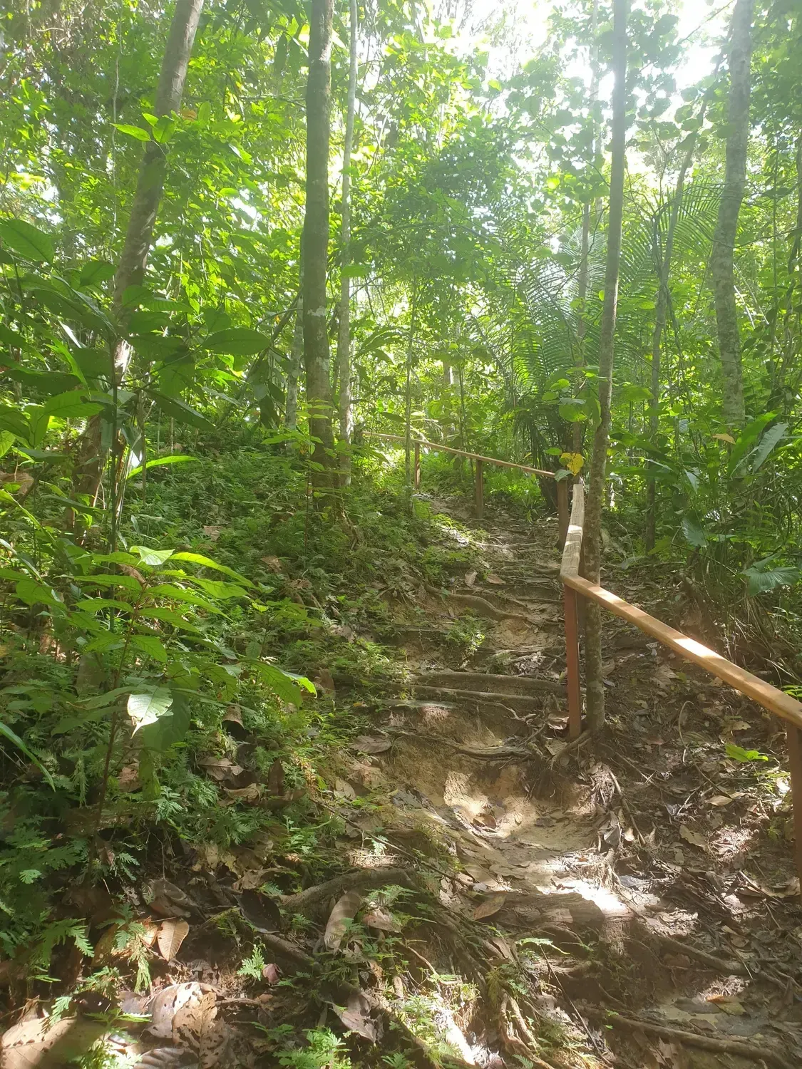 Life at Ayaselva — a moment from the jungle, the maloka, or a retreat.