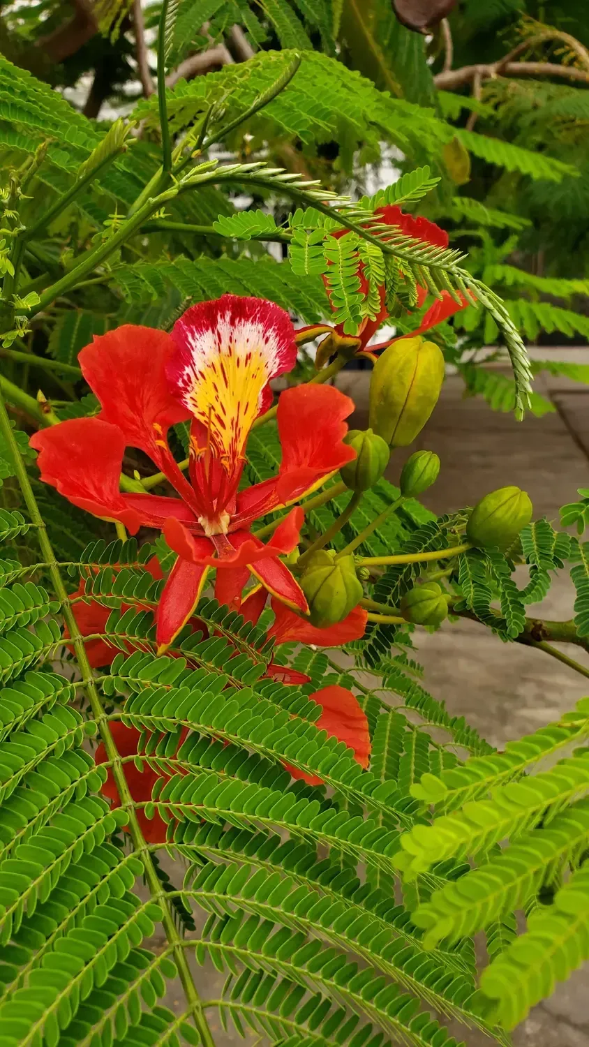 Life at Ayaselva — a moment from the jungle, the maloka, or a retreat.