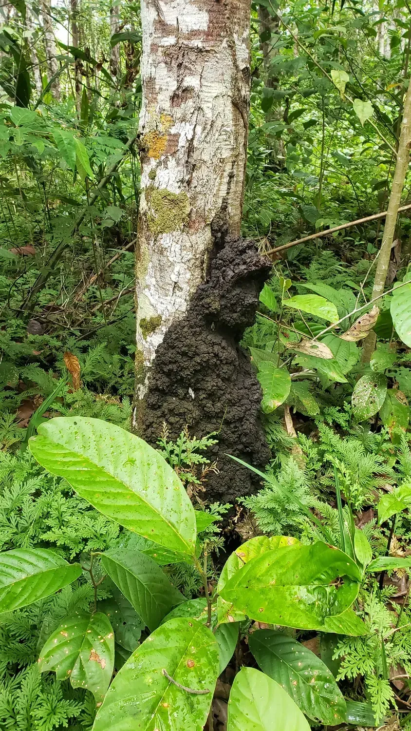 Life at Ayaselva — a moment from the jungle, the maloka, or a retreat.