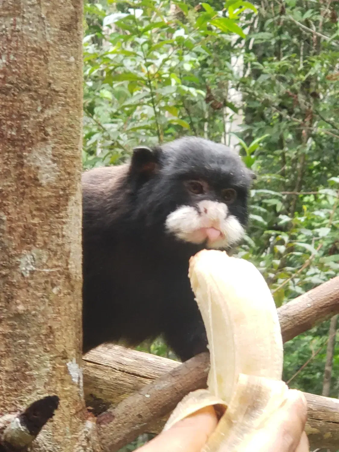 Life at Ayaselva — a moment from the jungle, the maloka, or a retreat.