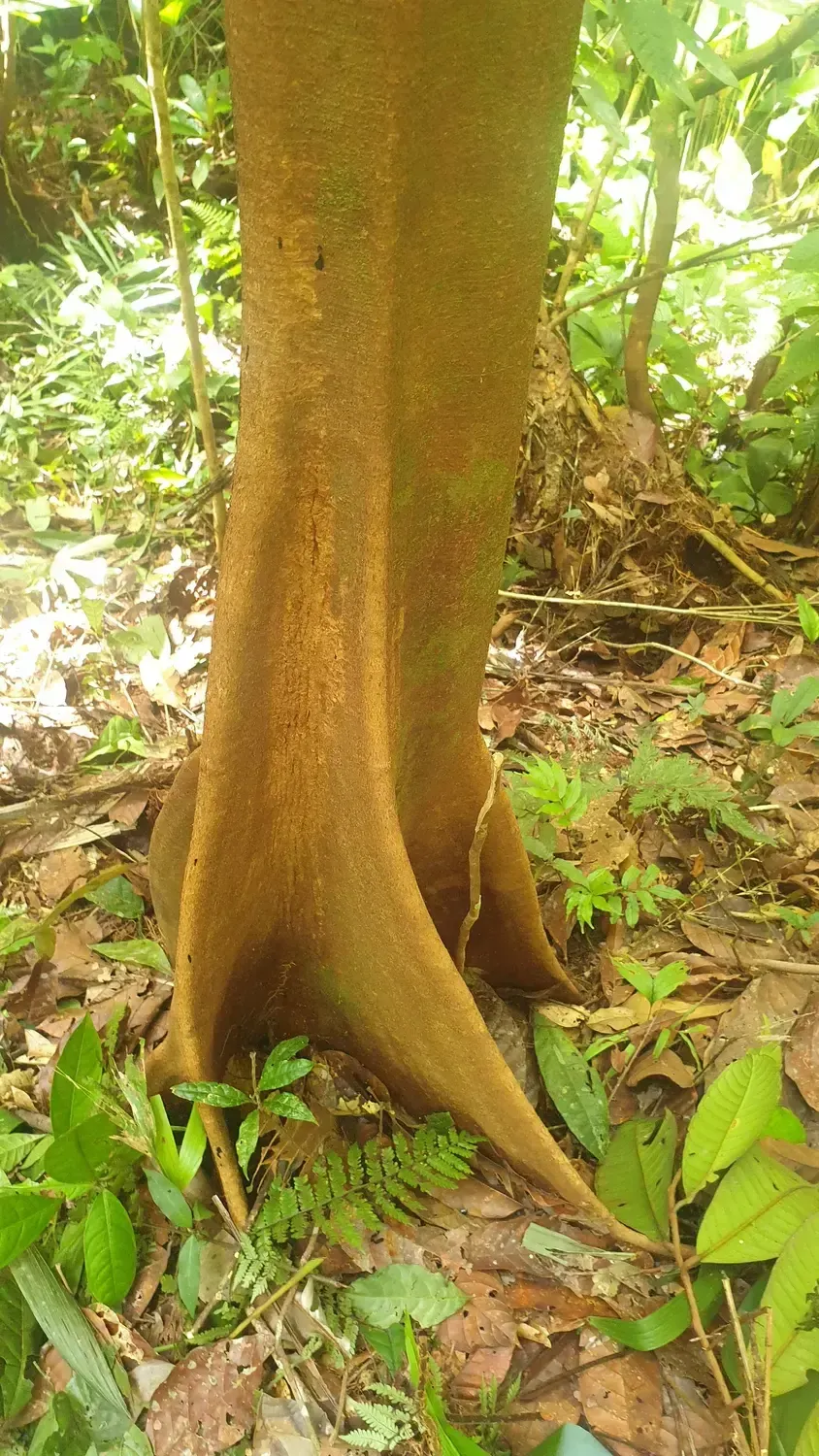 Life at Ayaselva — a moment from the jungle, the maloka, or a retreat.