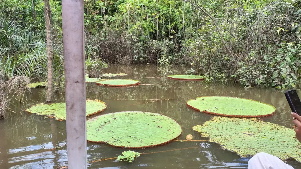 Life at Ayaselva — a moment from the jungle, the maloka, or a retreat.