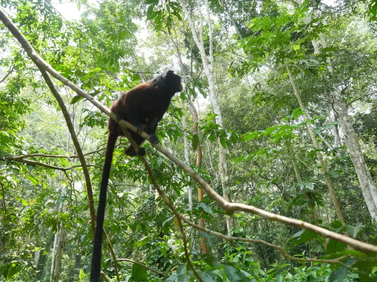 Life at Ayaselva — a moment from the jungle, the maloka, or a retreat.