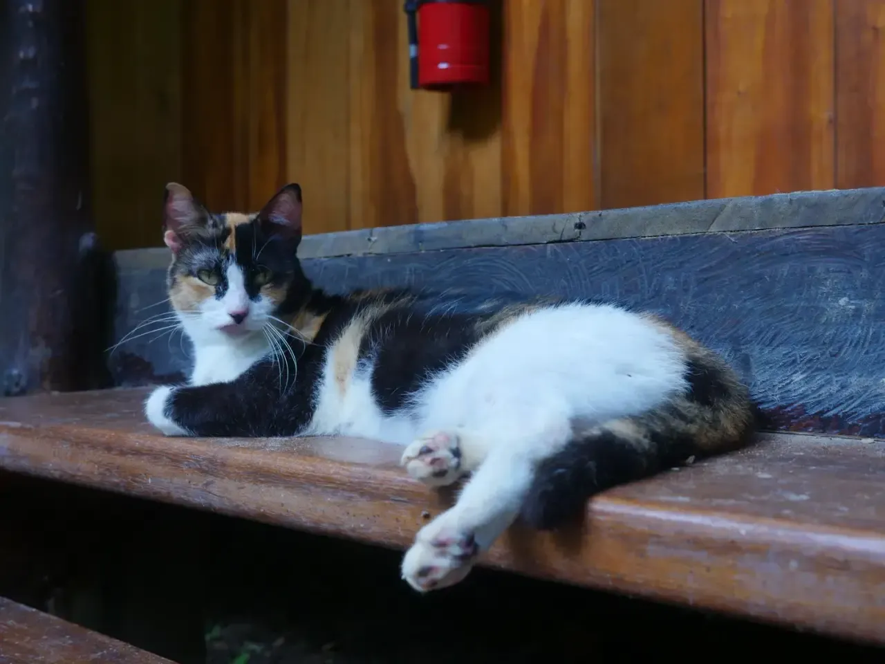 Life at Ayaselva — a moment from the jungle, the maloka, or a retreat.