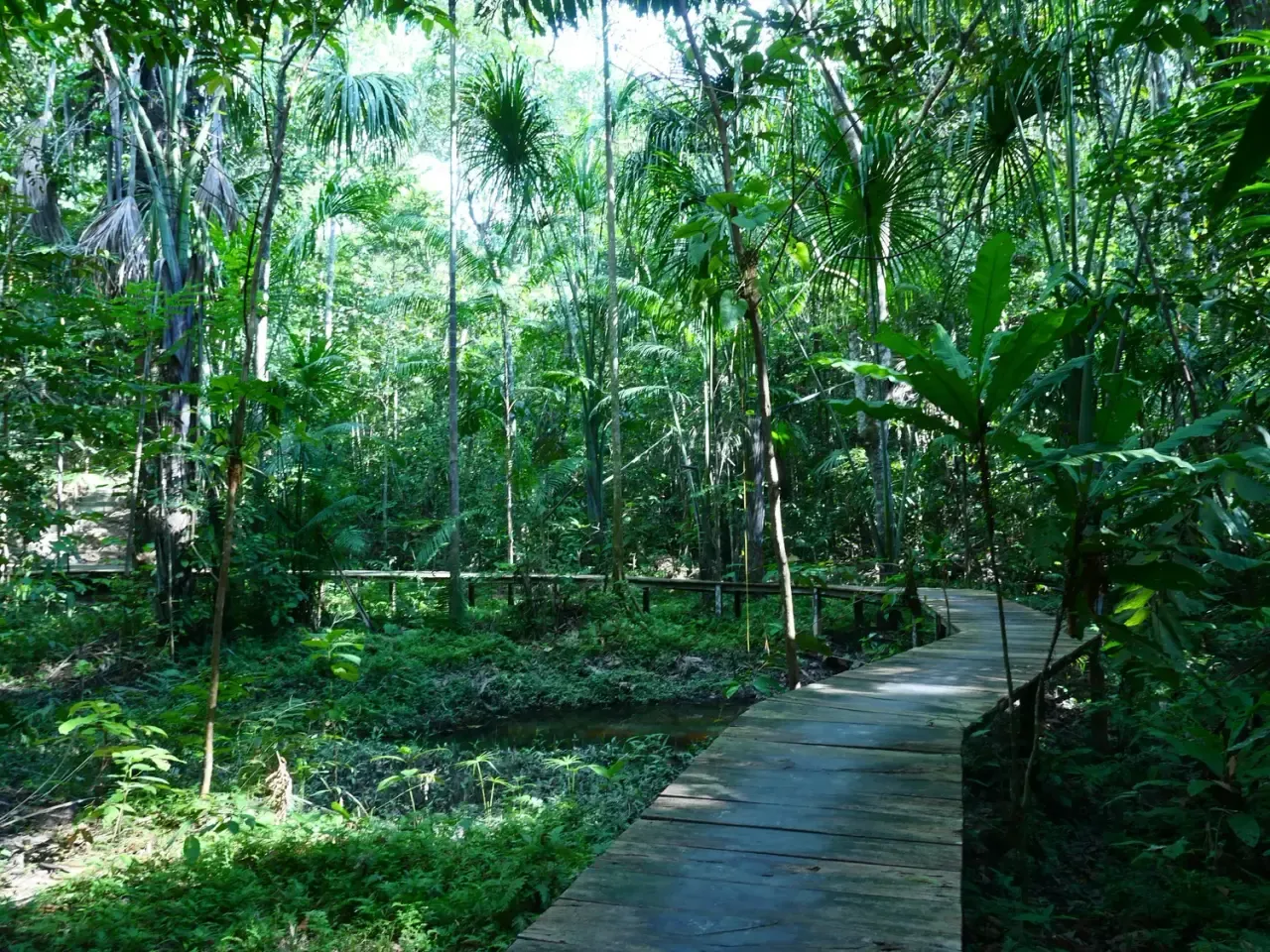 Life at Ayaselva — a moment from the jungle, the maloka, or a retreat.